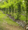 Sustainability
