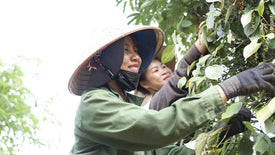 Women farmer