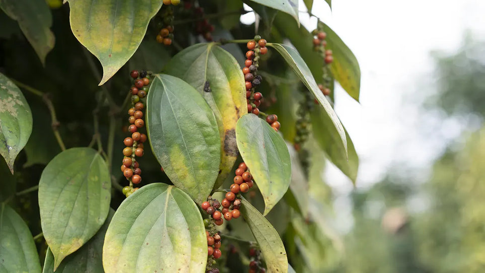 Black Pepper