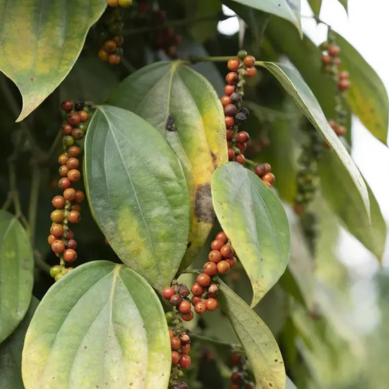 Black Pepper