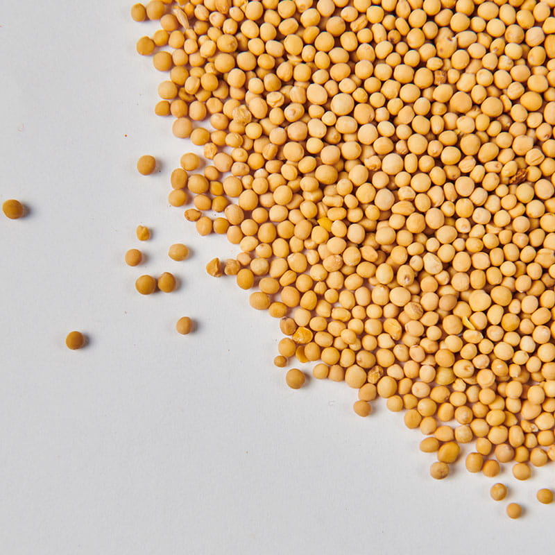 Mustard top