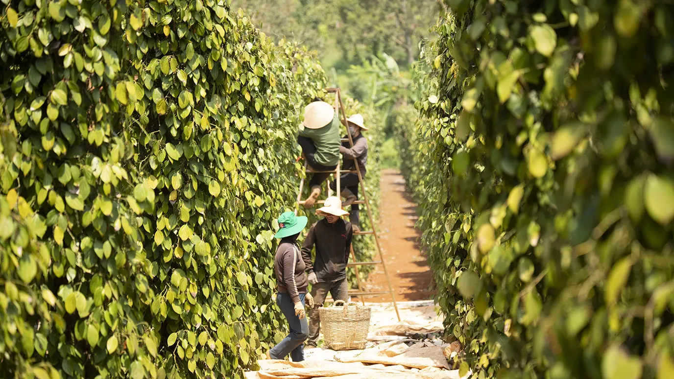 Black Pepper Harvesting