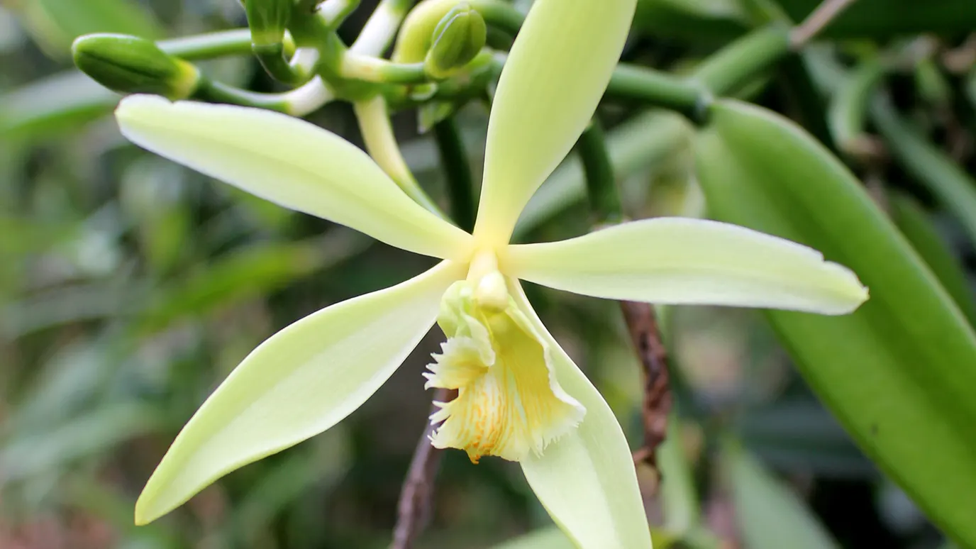 Vanilla Orchid
