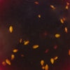 A dark viscous liquid with scattered golden seeds possibly a sauce or marinade.