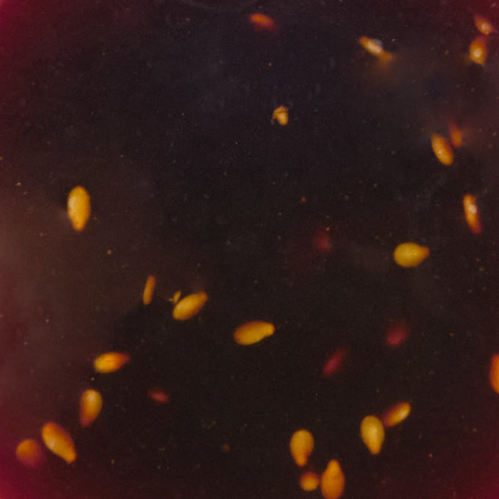 A dark viscous liquid with scattered golden seeds possibly a sauce or marinade.