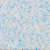 A close-up, top-down view reveals the texture of Mccormick Harry Potter Drooble'S Best Blowing Gum Finishing Sugar, 3.36 Oz, showing a mix of white, blue, and black sugar crystals.