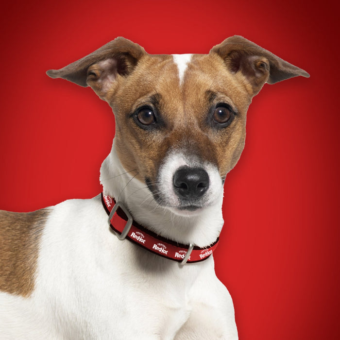 A Jack Russell Terrier dog wears a red collar with the Frank's RedHot logo against a red background.
