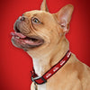 A French Bulldog with its tongue out wears a red collar with the Frank's RedHot logo.