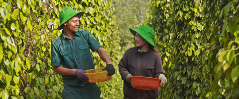 Two agricultural workers wearing green hats carry baskets while walking through rows of pepper plants on a farm.