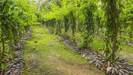 Tropical coffee plantation with rows of coffee plants and greenery.