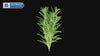 McCormick Culinary Ground Rosemary, 11.0 oz