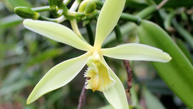 Close-up of a vanilla flower with green leaves in the background